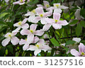 Montana Clematis 31257516