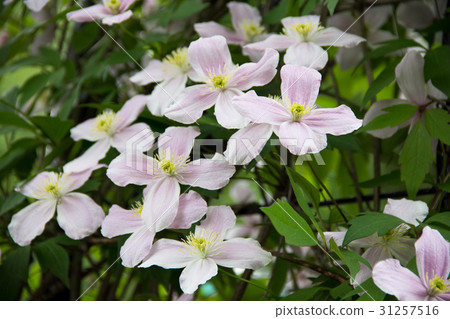 Montana Clematis 31257516