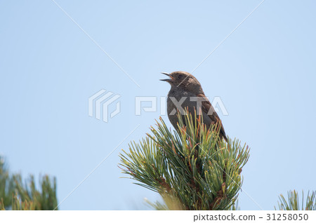 Kayakuguri stopping in the pine wiltness zone 31258050