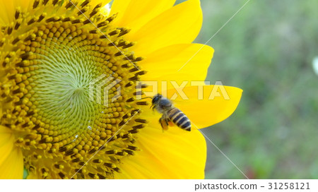 Bee sunflower Bee sunflower 31258121