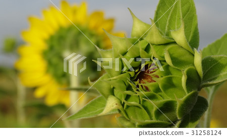 向日葵花苞 31258124