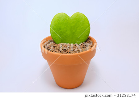 Heart shaped leaves - Heart Joy (Love Heart) Heart shaped leaves - Heart Joy (Love Heart) 31258174