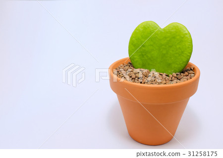 Heart shaped leaves - Heart Joy (Love Heart) Heart shaped leaves - Heart Joy (Love Heart) 31258175