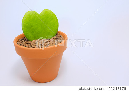 Heart shaped leaves - Heart Joy (Love Heart) Heart shaped leaves - Heart Joy (Love Heart) 31258176