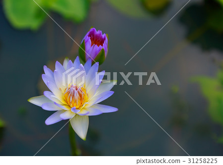 Waterlily or lotus flower on blur background. Waterlily or lotus flower on blur background. 31258225
