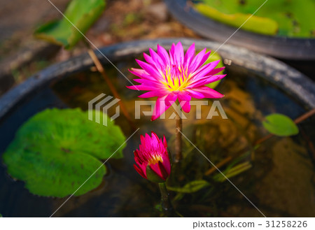 Waterlily or lotus flower on blur background. 31258226