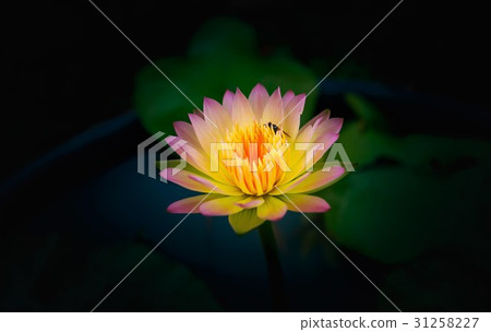 Waterlily or lotus flower on blur background. Waterlily or lotus flower on blur background. 31258227