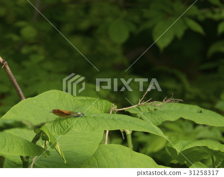 Two Phone Kawatombo (Okawa Dragonfly) Two Phone Kawatombo (Okawa Dragonfly) 31258317