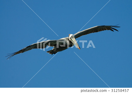 Flying Pelican Flying Pelican 31258457