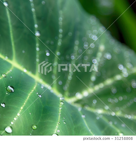 some drops in a leaf after the rain some drops in a leaf after the rain 31258808