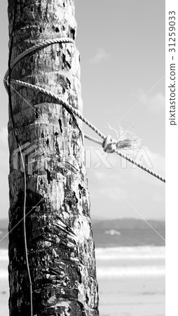 a rope from an hammock near the ocean shore a rope from an hammock near the ocean shore 31259033