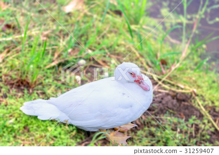 White duck standing alone on the grass near a lake 31259407