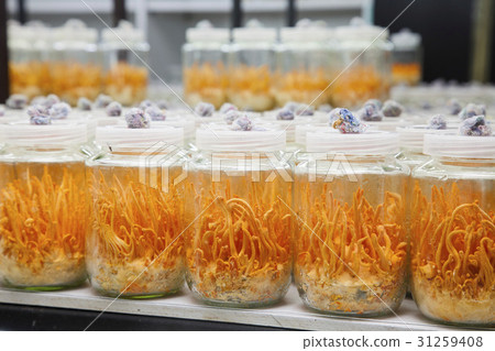 Fresh Cordyceps militaris in Glass bottles Fresh Cordyceps militaris in Glass bottles 31259408
