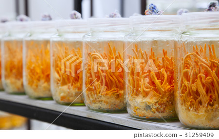Fresh Cordyceps militaris in Glass bottles Fresh Cordyceps militaris in Glass bottles 31259409