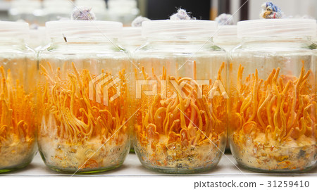Fresh Cordyceps militaris in Glass bottles Fresh Cordyceps militaris in Glass bottles 31259410