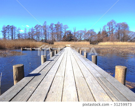 Wetland landscape with wood path in winter Wetland landscape with wood path in winter 31259973