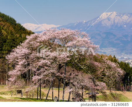 黑部的Edohigan櫻花樹 31260685