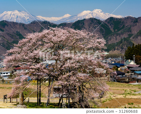 妙高和Edohigan Sakura 妙高和Edohigan Sakura 31260688