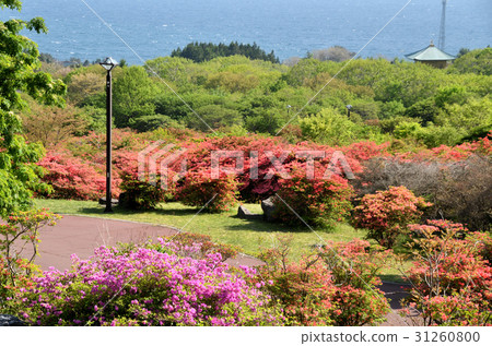 The azalea of Esan 31260800