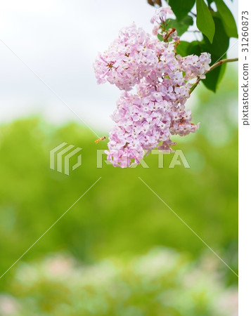 淡紫色花在公園 淡紫色花在公園 31260873