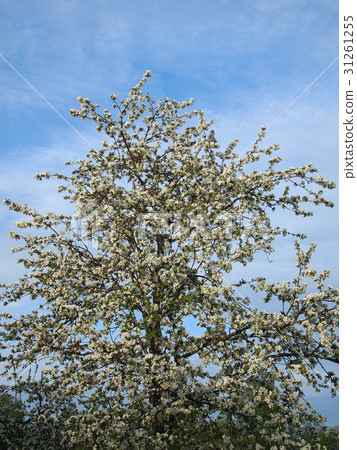 Photo of a blossoming apple tree 31261255