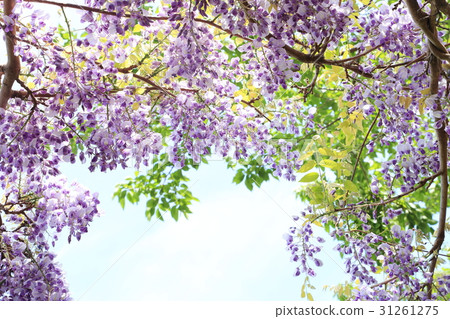 紫藤花 紫藤花 31261275