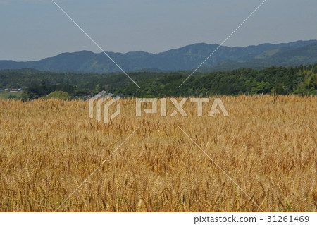 麥田 31261469
