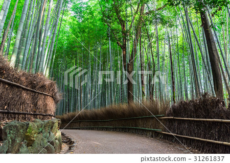 京都Sagano竹林道 京都Sagano竹林道 31261837