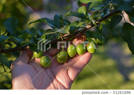 Unripe plums on a branch with green leaves in hand Unripe plums on a branch with green leaves in hand 31261896
