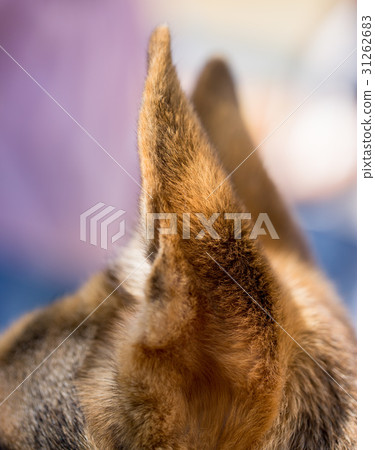 Standing dog ears in open air 31262683