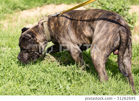 A portrait of a thoroughbred dog in nature A portrait of a thoroughbred dog in nature 31262695