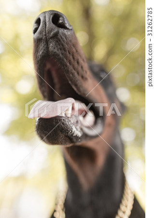 A portrait of a thoroughbred dog in nature A portrait of a thoroughbred dog in nature 31262785
