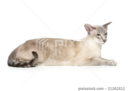Beautiful oriental siam cat 31262812