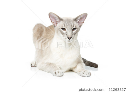 Beautiful oriental siam cat 31262837