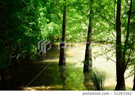 Fresh green forest and pond Fresh green forest and pond 31263162