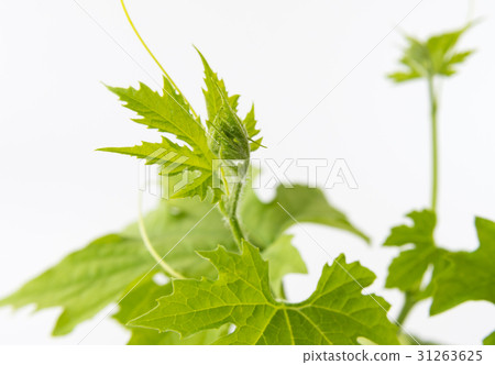 戈雅植物海鯨 戈雅植物海鯨 31263625