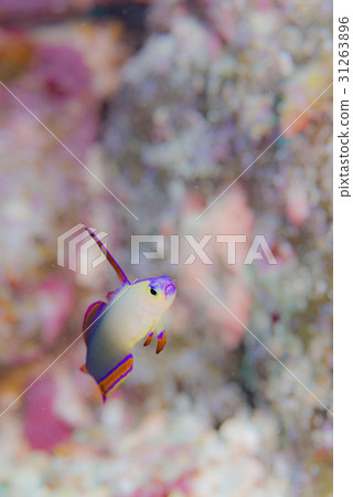 Akebono-nohase 31263896