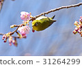 河津櫻花的魚 31264299