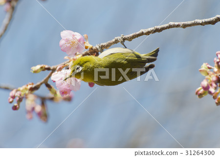 河津櫻花的魚 河津櫻花的魚 31264300