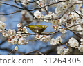 河津櫻花的魚 31264305