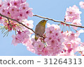 河津櫻花的魚 31264313