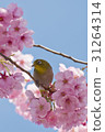 河津櫻花的魚 31264314
