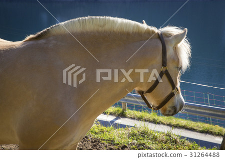 Norwegian Fjord horse Norwegian Fjord horse 31264488