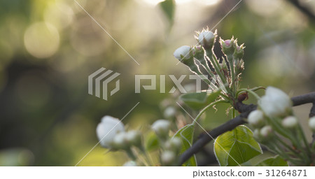 apple tree branches in spring sunlight 31264871