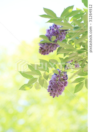 Amethyst Fall 31264912