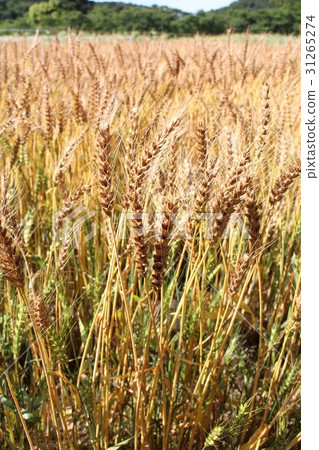 Wheat field 31265274
