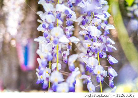  紫藤花 31266102