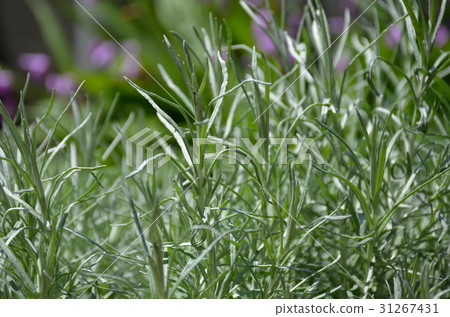 Curry plant 31267431