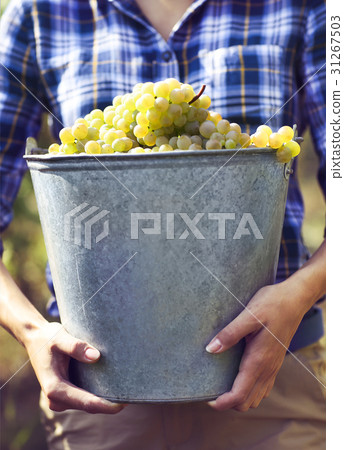 Young woman harvesting the grapes in vineyard 31267503