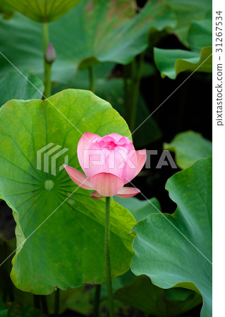 蓮花　荷花 31267534